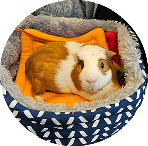 Photo of Hermie the Guinea pig