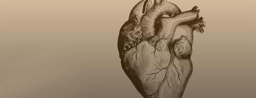 Illustration of a human heart.